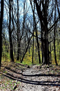 Güneşli bir bahar gününde filizlenen ağaçlarla Wisconsin parkında çamurlu bir bahar geçidi. Alçak güneşten gelen uzun gölgelerle geliştirilmiş. Yol kenarlarında sopalar olan orman bölgesi. 