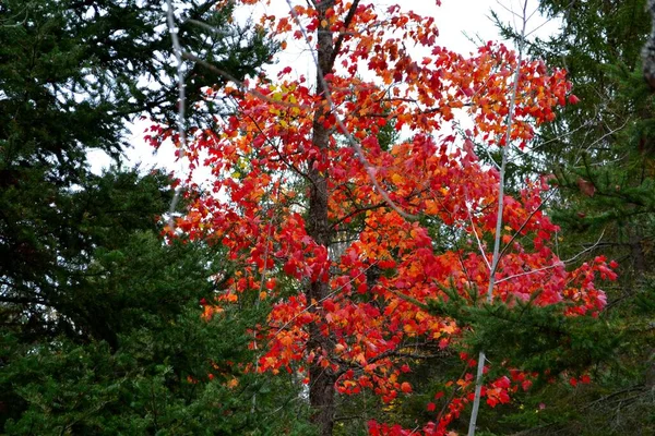 Una Vista Otoñal Hojas Color Rojo Brillante Naranja Una Hermosa — Foto de Stock