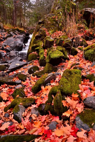 密执安州上半岛森林地面的亮点是被苔藓覆盖的石头和岩石 十月的风景展现了落叶的枫树在岩石的裂缝和缝隙中呈橙色 在图像的左边有一个小瀑布 — 图库照片