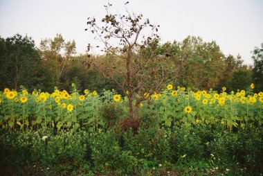 Tarlada çiçek açan güzel ayçiçekleri seçici bir odak ile. Geniş açık çiçekler öğleden sonra geç saatlerde güneş ışığını takip eder. Helianthus parlak sarı olarak gösterilir, ötesinde yeşil folyo ve orman çizgisi vardır. Öğleden sonra Parlak Sarı Saha.