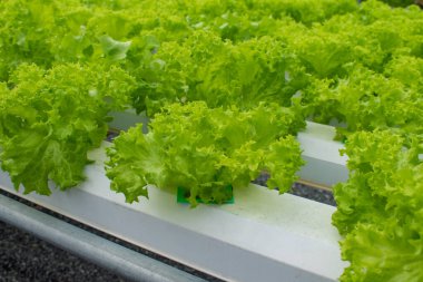 Taze yeşil sebze hidroponik salatası. Organik çiftlik. Köylüler için yiyecek..