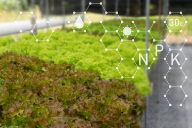 Sera bahçesinde organik hidroponik sebzeler üretiliyor. Dijital teknoloji tarım ve akıllı tarım kavramı.