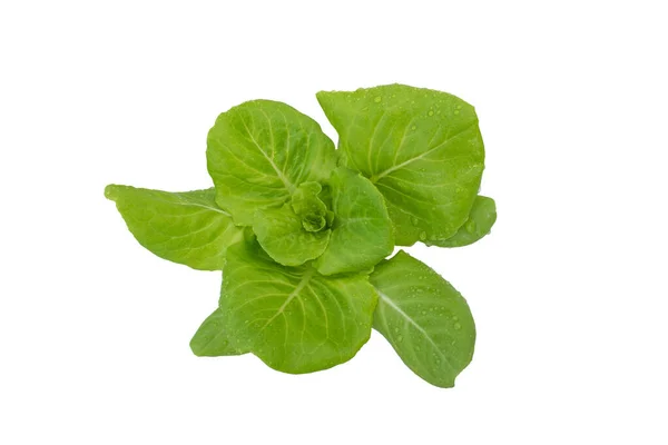 白色背景的绿色新鲜蔬菜生菜 — 图库照片