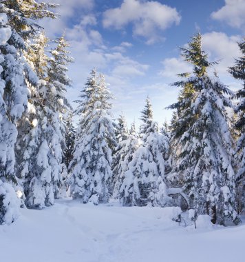dağlarda kar ile kaplı ağaçlar