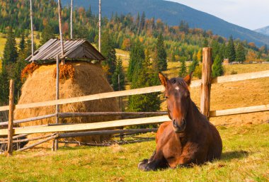 Karpat Dağlarında At