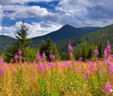 dağlarda angustifolium çiçekler