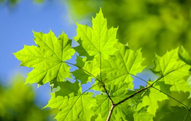 yaprakları ve dalları üzerinde