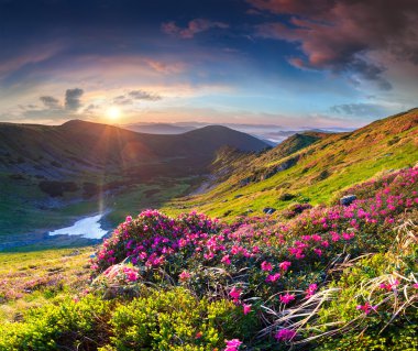 dağlarda ormangülü çiçekler.