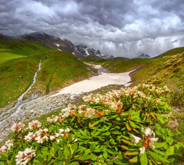 Kafkas Dağları'nda Alpine meadows. 