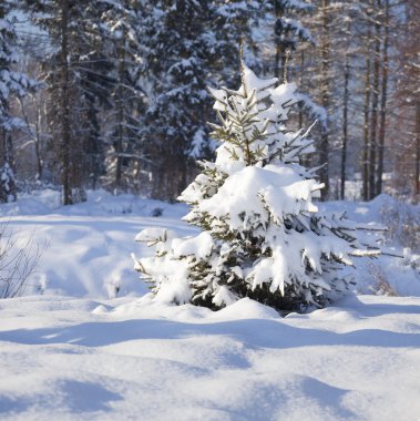 karla kaplı ağaçlar