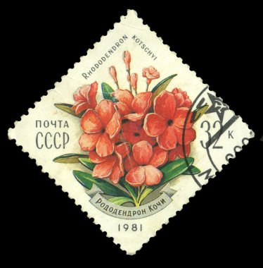 SSCB damgası, ormangülü kotschyi gösterir.