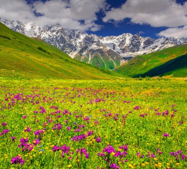 Alpine meadows in the Caucasus mountains. clipart