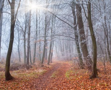 sonbahar orman puslu iz