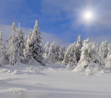 dağlarda kar ile kaplı ağaçlar
