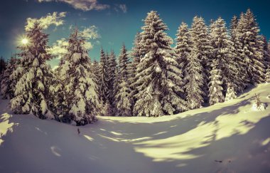 Ormanda kış manzarası.