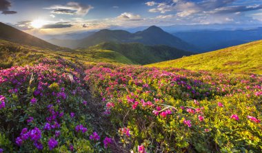 ormangülü çiçek yaz dağ