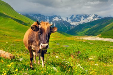 Dağ otlağındaki sığırlar