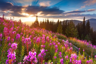 Autumn mountains with pink flowers. clipart