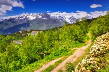 Kafkas Dağları'nda Alpine meadows. 