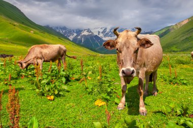 Dağ otlağındaki sığırlar