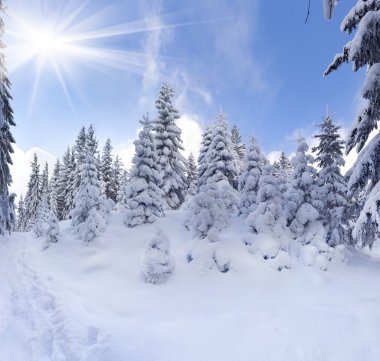 kış manzara dağ orman.