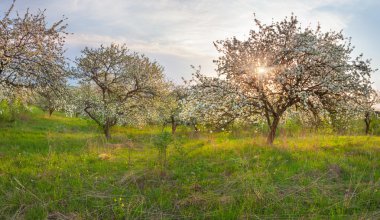 Bahçede çiçek açan elma ağaçları.