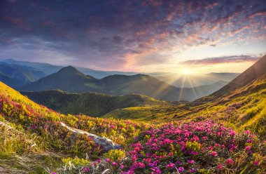 dağlarda ormangülü çiçekler.