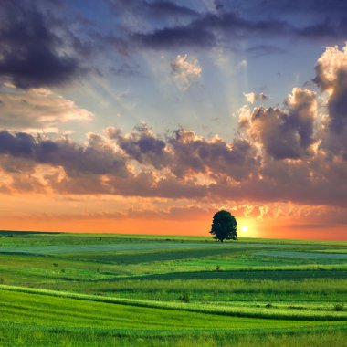 dramatik yaz peyzaj.