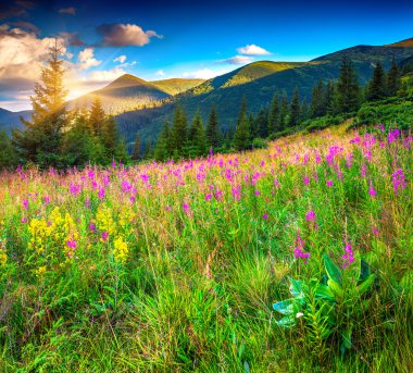 pembe çiçekli yaz dağlar