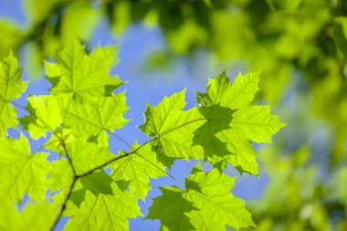 yaprakları ve dalları üzerinde