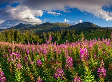 pembe çiçekli dağlar