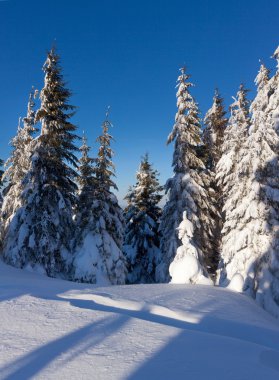 Ormanda kış manzarası