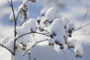 Kurutulmuş thistle karla kaplı