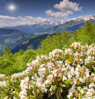 Kafkas Dağları'nda Alpine meadows. 