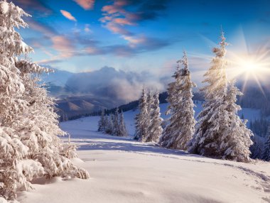 ağaçları kış gündoğumu kar ile kaplı.