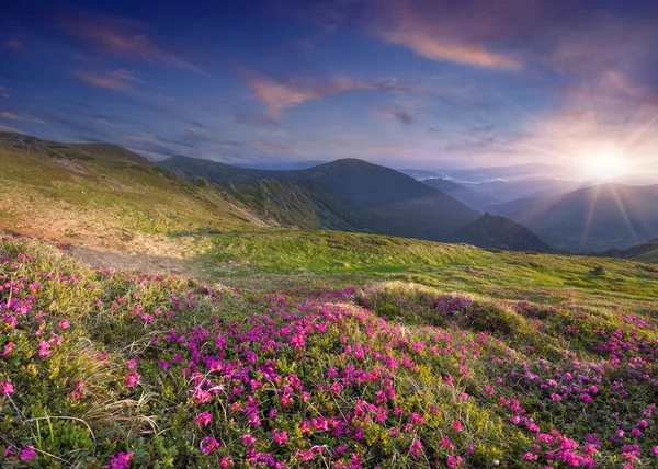 ormangülü çiçek yaz dağ.