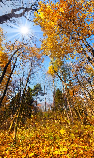 Autunno nella foresta — Foto Stock