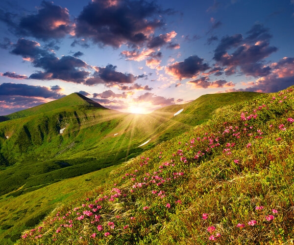 Rhododendron flowers in the Carpathian mountains.