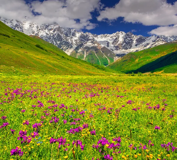 Alpina ängar i Kaukasus. — Stockfoto
