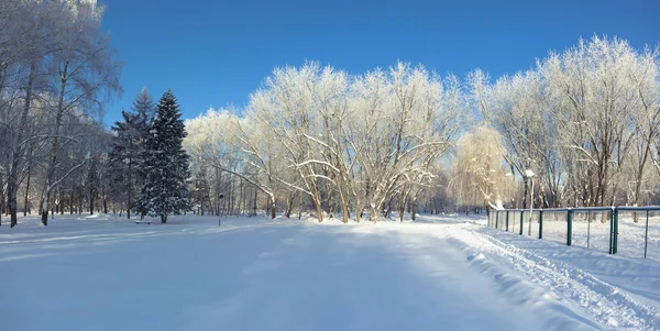 Winter in the city park — Stock Photo, Image