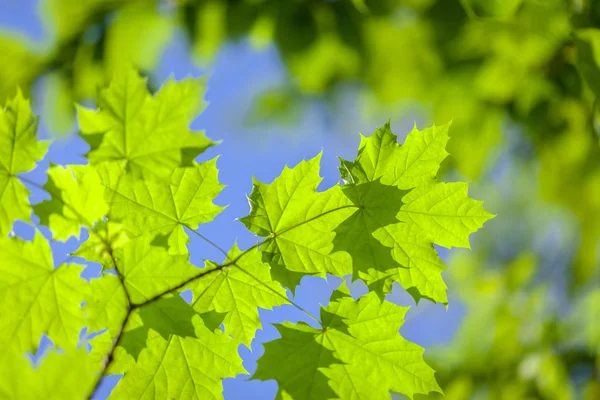 yaprakları ve dalları üzerinde