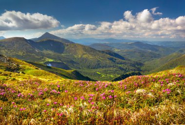 sihirli pembe ormangülü çiçek Dağı'nda