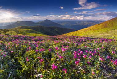 ormangülü çiçek yaz dağ