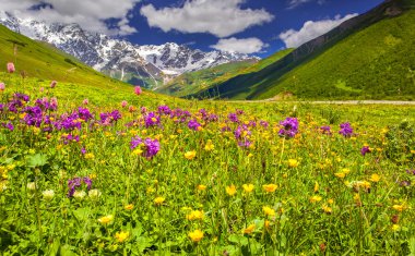 Kafkas Dağları'nda Alpine meadows.