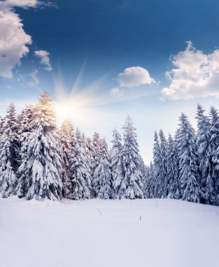 hoarfrost Dağları ile kaplı ağaçlar