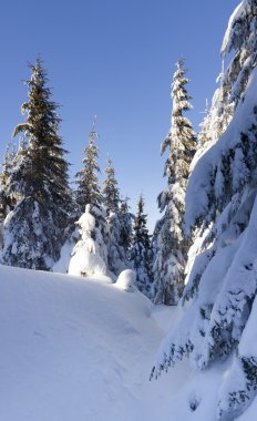 Ormanda kış manzarası