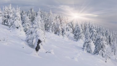 dağlarda kar ile kaplı ağaçlar