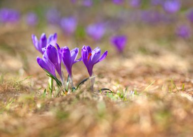 Menekşe Çiğdem çiçek yatak.