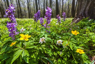 çayır çiçek orman