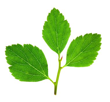 Ahududu ağaç yaprakları